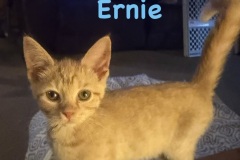 Ernie, 2m, Unalt. M