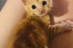 Butter Chicken, 2m, Unalt. M