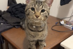 ShopCat, 1-3Y, NM