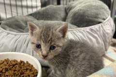 Icon, 6wk, Unalt. M