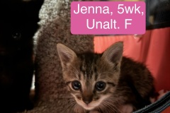 Jenna, 5wk, Unalt. F