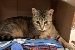 Jolene, 1-3y, SF
