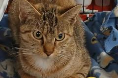 Journey-FIV+ 1.5yr old SF