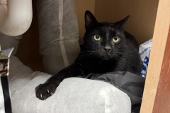 Knuckles, 7y, NM, Dental Needed