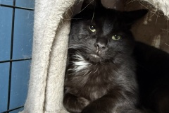 LB, 3y, SF