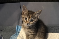 Logan, 2m, Unalt. F