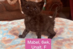 Mabel, 6wk, Unalt. F