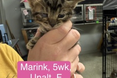 Marink, 5wk, Unalt. F