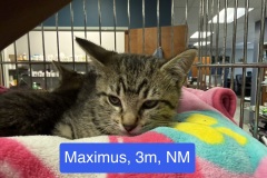 Maximus, 3m, NM, Bonded w/Miles