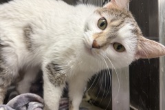 Meowdeline, 1y, Unalt. F