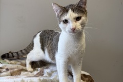Meowth, 10m, NM