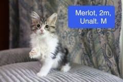 Merlot, 2m, Unalt. M