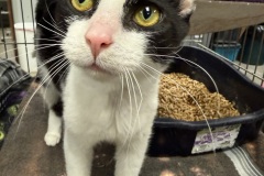Mike Wazowski, 1y, NM, Medical Req.