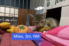 Miles, 3m, NM, Bonded w/Maximus