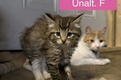 Mimimi, 8wk, Unalt. F