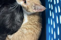 Miss-Fliss 5m intact female