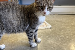 Miss Frickers, 1y, SF