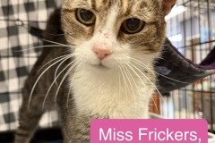 Miss Frickers, 1y, SF