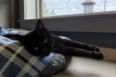 Mojito, 4y, SF, Bonded w/Ollie