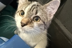 Morel, 4m, SF