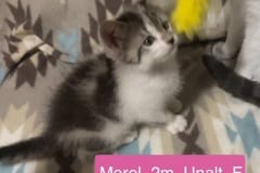 Morel, 2m, Unalt. F