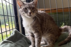Muse, 1y, SF