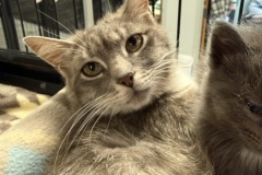 Muse, 1y, SF, Nursing Mom