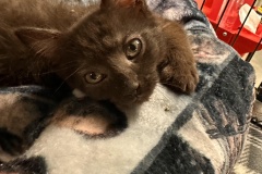 NYX, DSH, DOB: 3/22/25, Female (spayed), black/white