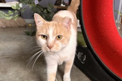 Ollie, 7y, NM, Dental Needed, Bonded w/ Mojito