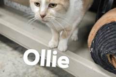 OLLIE, DSH, 7 years, yellow/white
