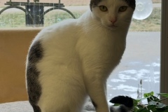 PEBBLES, DSH, 3 years, Female (spayed), white/tiger