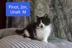 Pinot, 2m, Unalt. M