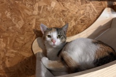 Poppy, 1y, SF, Tripod, Bonded w/Ember