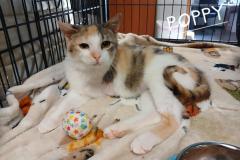 POPPY, DSH, DOB: 12/3/24, Female (spayed), rear leg amputated