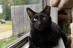 Pudge, 1y, NM