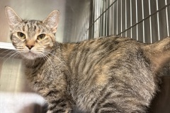 Purrsephone, 1y, SF, FIV+