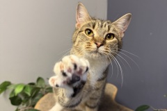 Rafe, 1y, SF