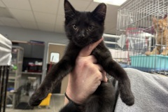 Remi, 4m, NM