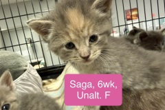 Saga, 6wk, Unalt. F