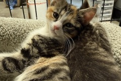 Sally, 2m, Unalt. F