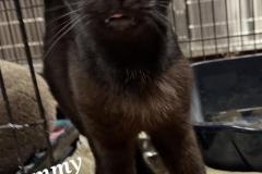 SAMMY, DOB: 3/13/2019, Male (neutered), black