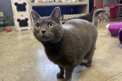 Sheba, 4y, SF