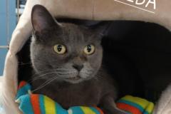 SHEBA, Russian Blue X, DOB: 11/19/22, Female (spayed), grey
