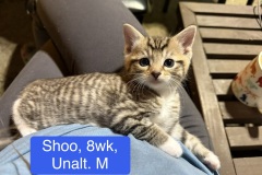 Shoo, 8wk, Unalt. M
