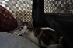 Sir Marquis Meowington, 3, NM