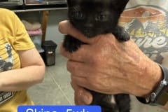 Skina, 5wk, Unalt. M