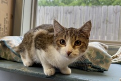 Skitty, 10m, SF