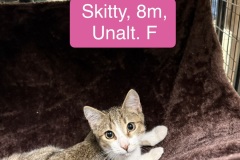 Skitty, 8m, Unalt. F