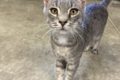 Smudge, 1y, NM