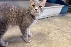 Smudge, 1y, NM